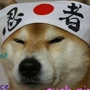 Meet your Posher, Harley quinn